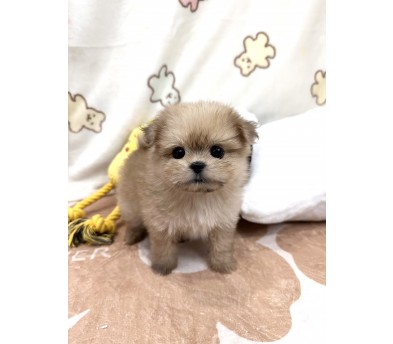 말티폼 분양합니다(이벤트가)